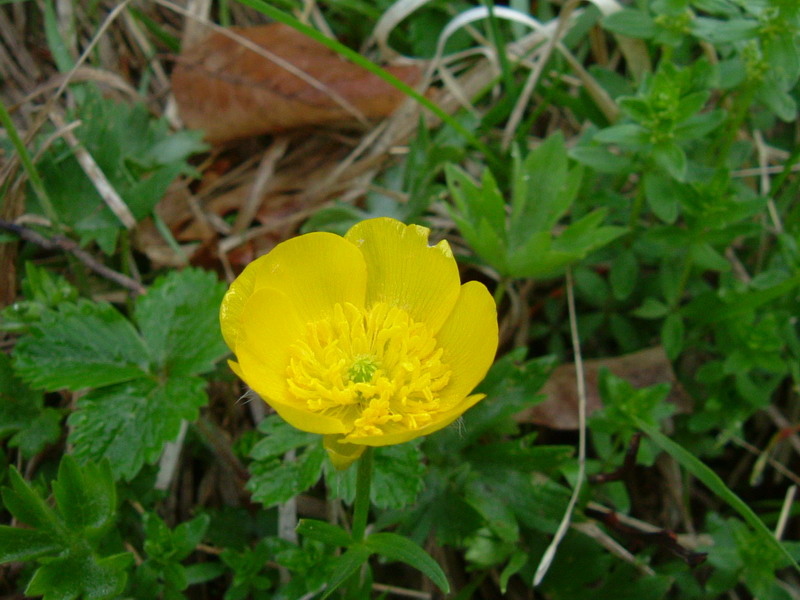 Ranuncolo appenninico